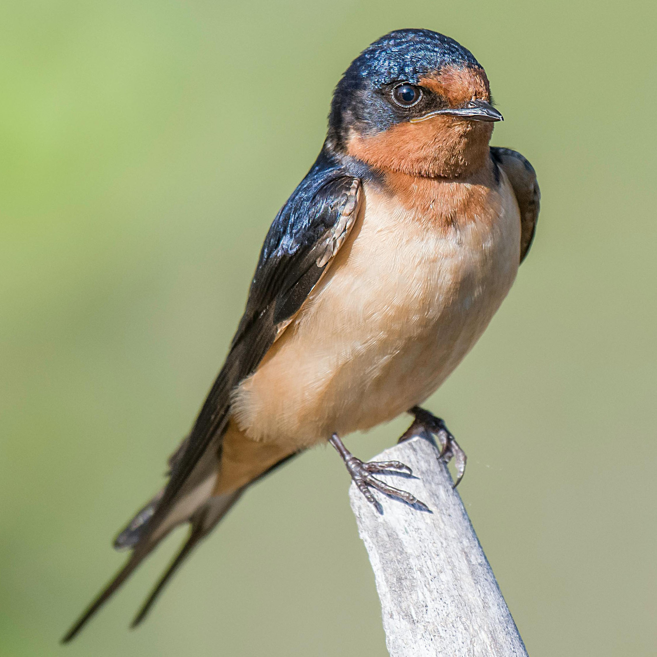 Barn Swallow