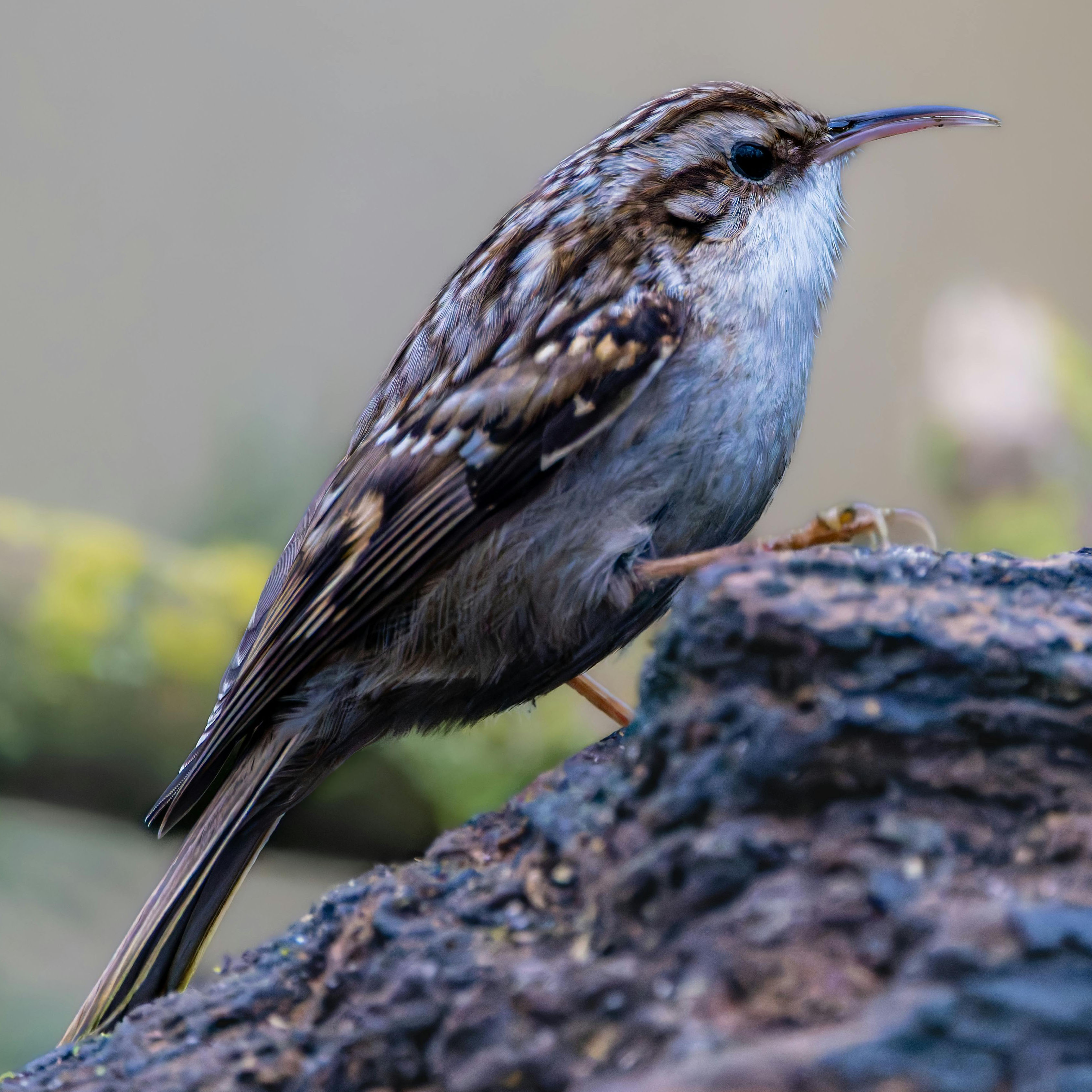 Brown Creeper