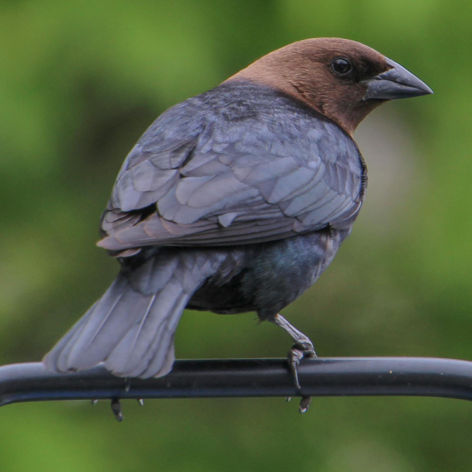Brown-headed Cowbird