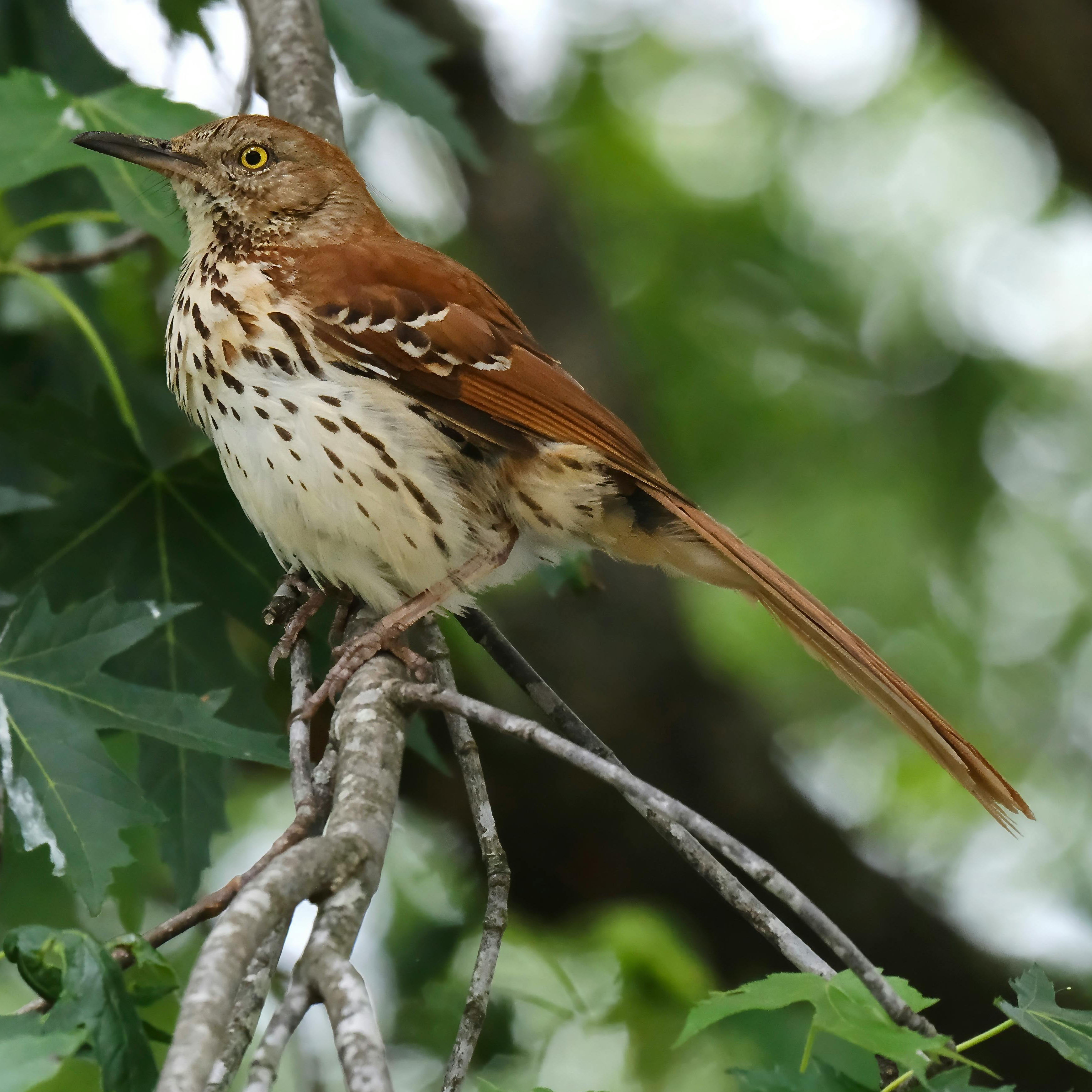 Brown Thrasher