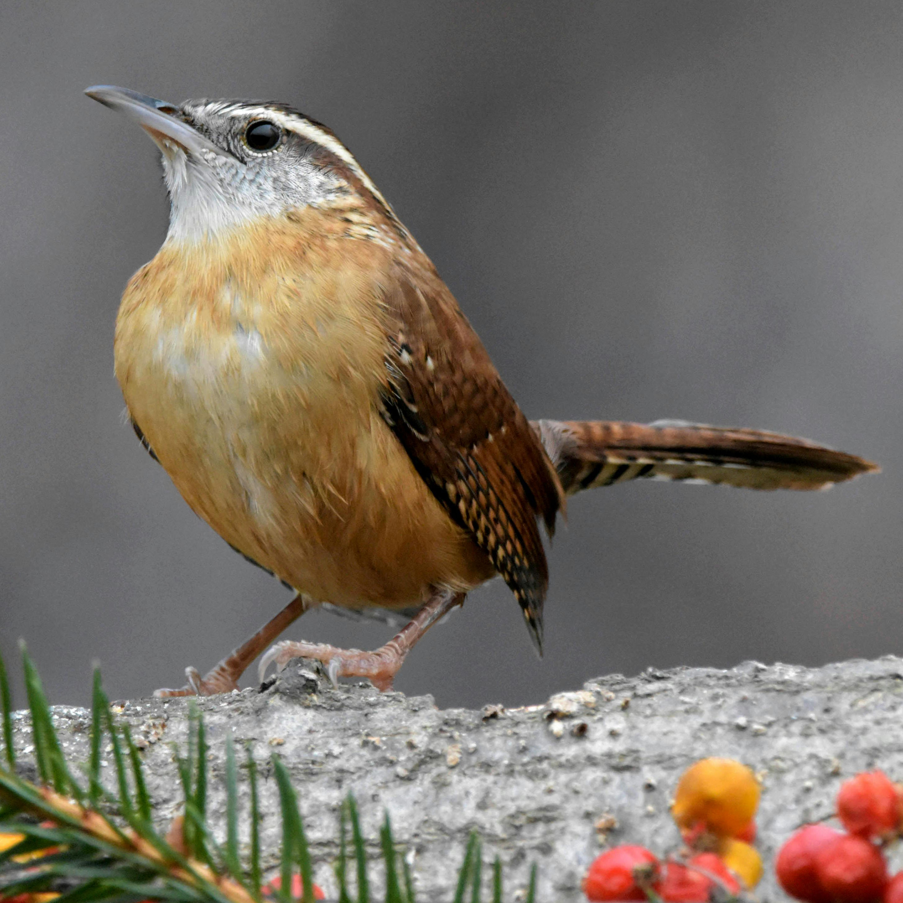 Carolina Wren
