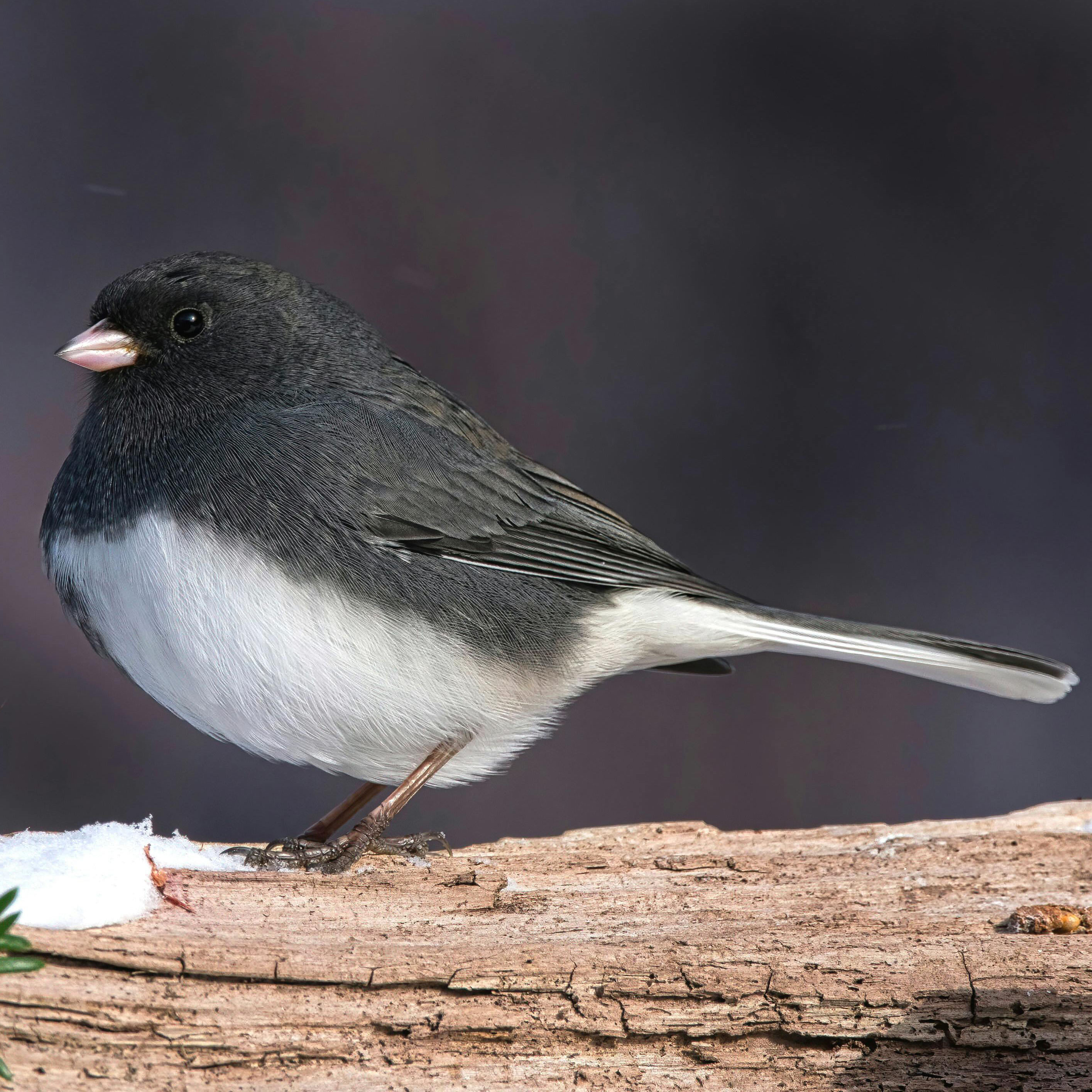 Dark-eyed Junco