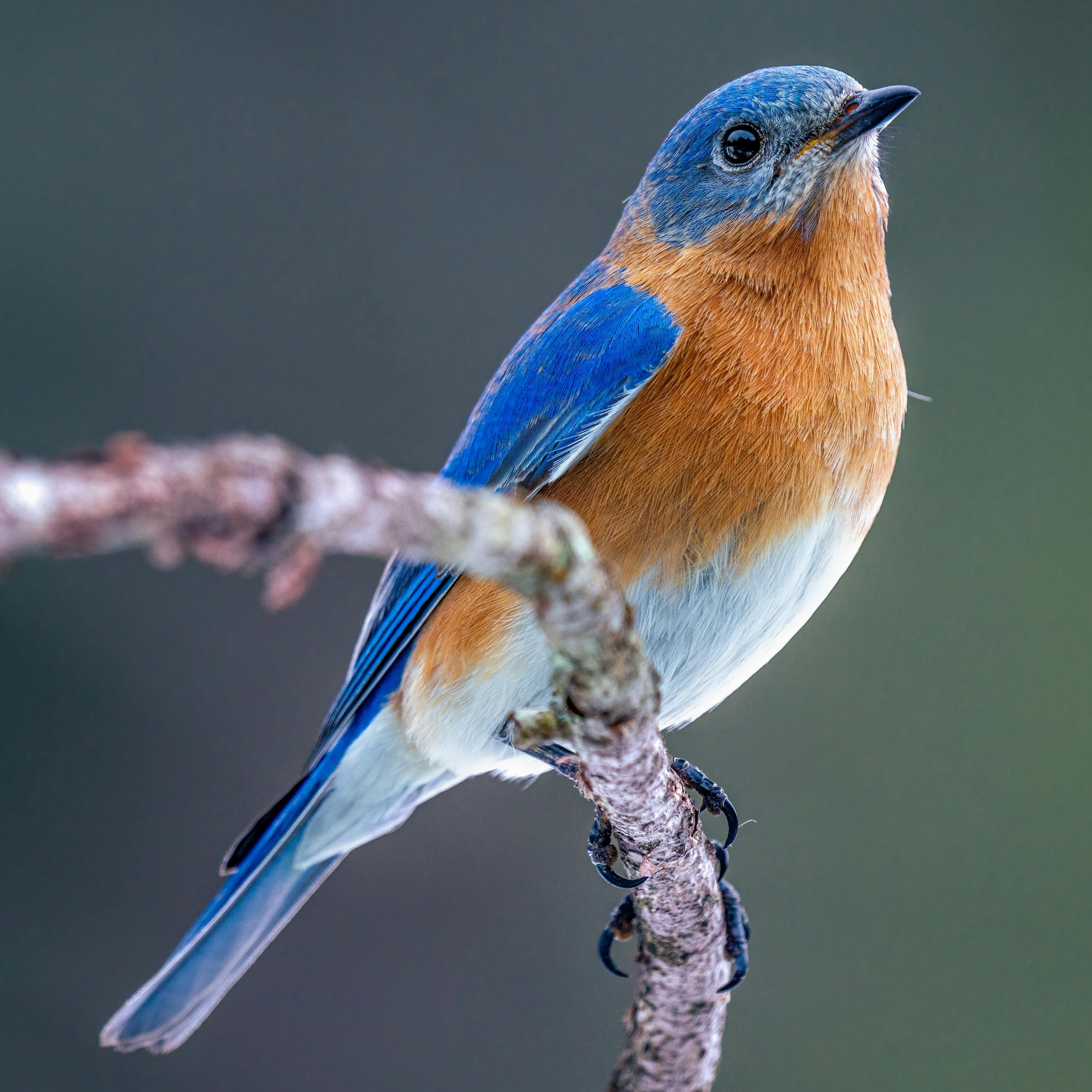 Eastern Bluebird
