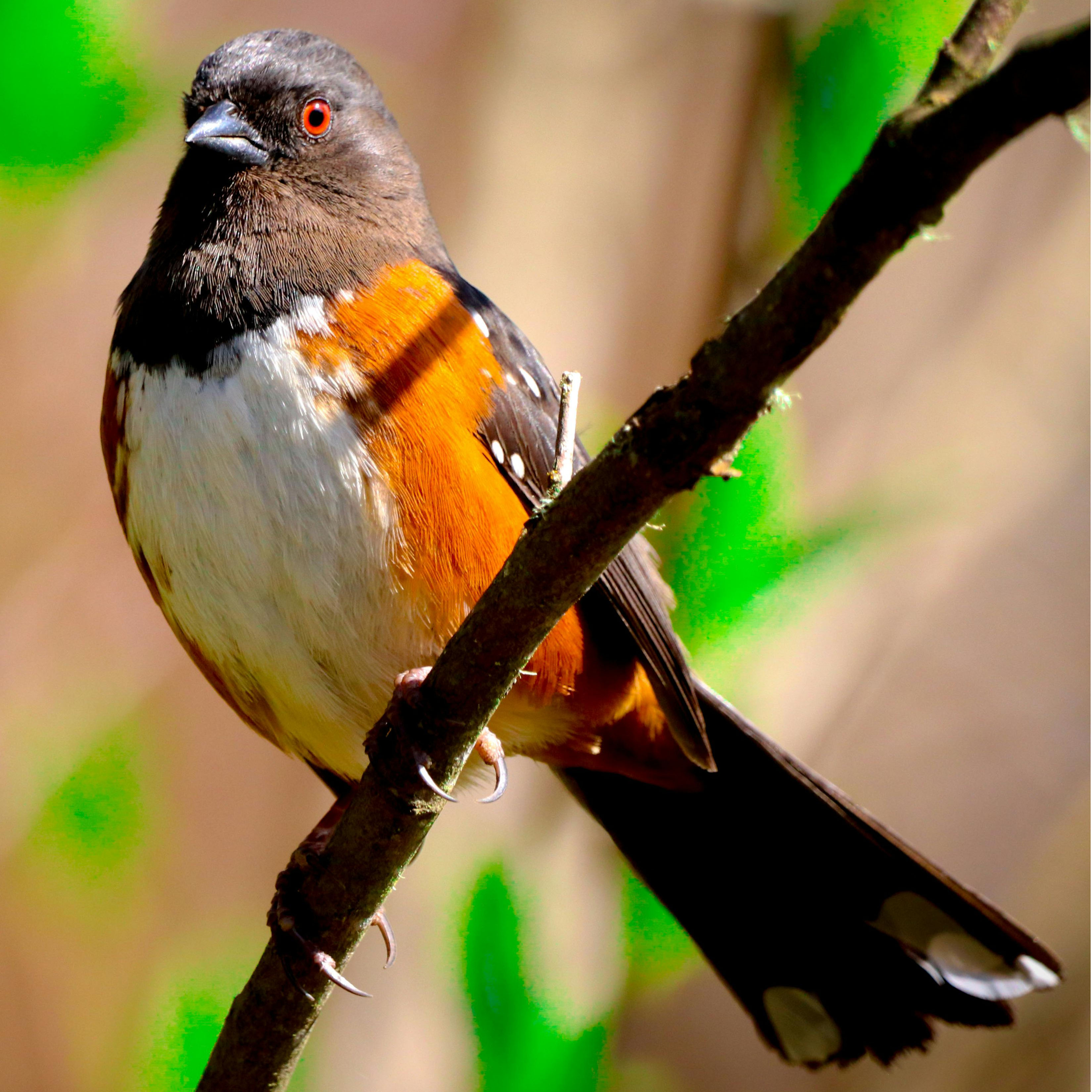 Eastern Towhee