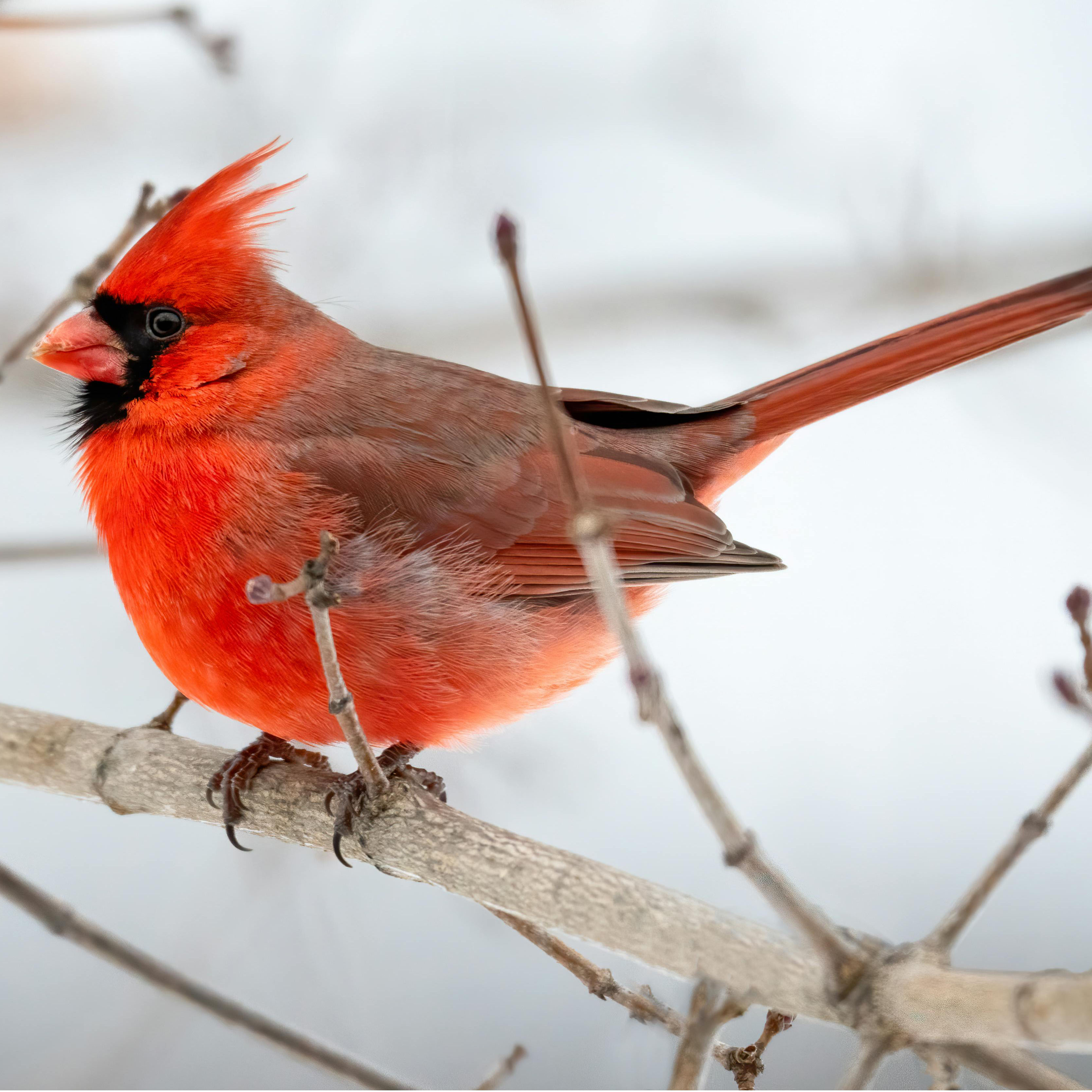 Northern Cardinal