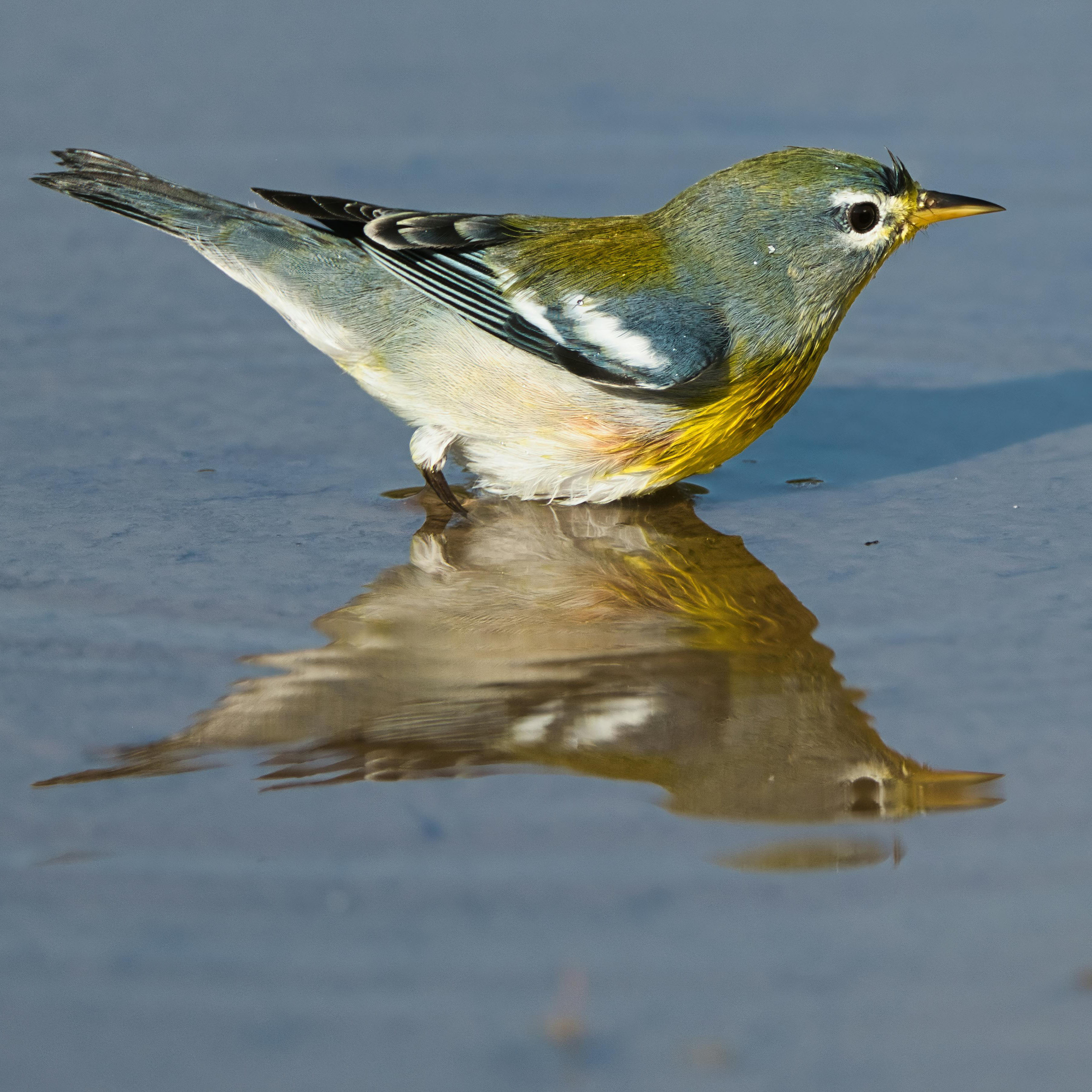 Northern Parula