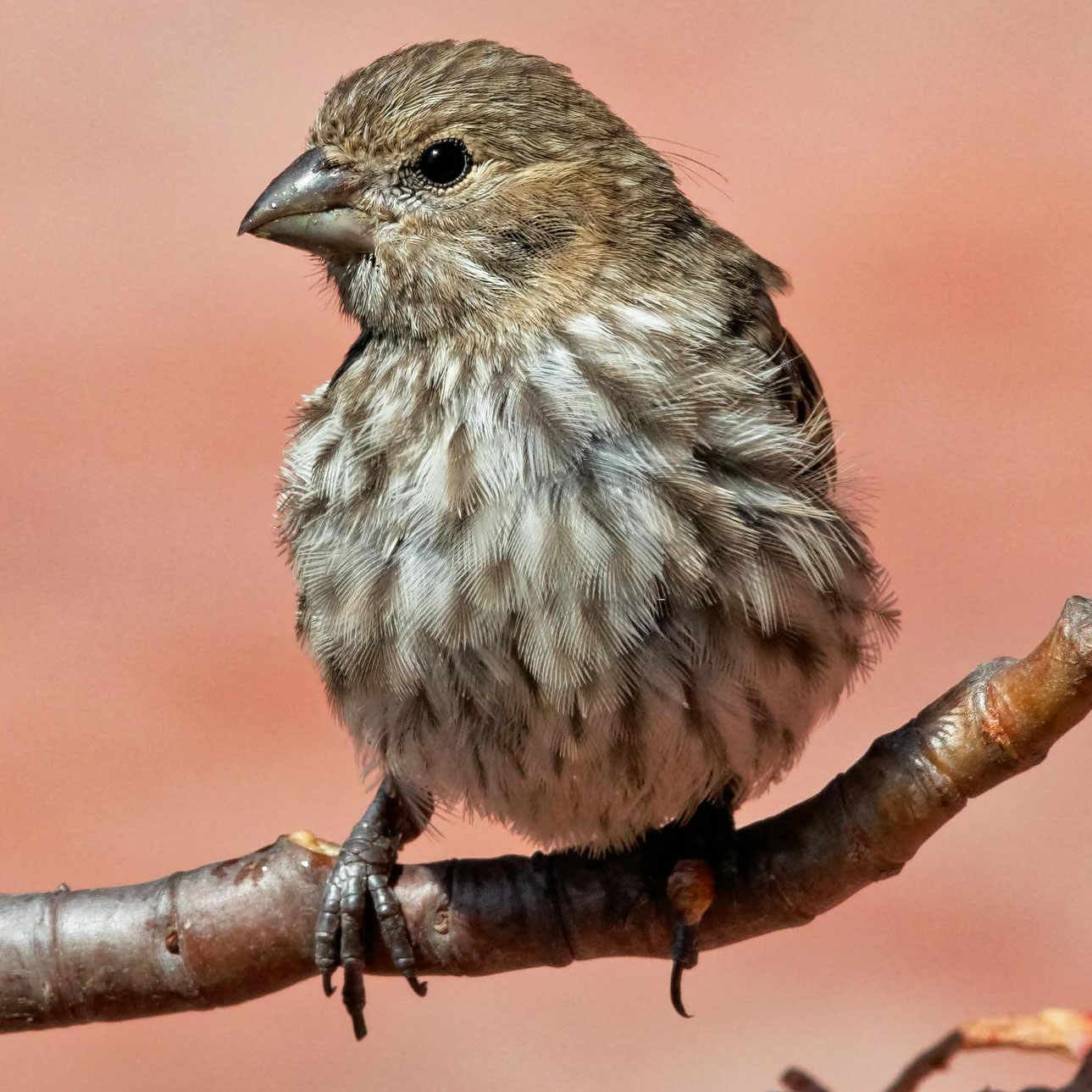 Pine Siskin