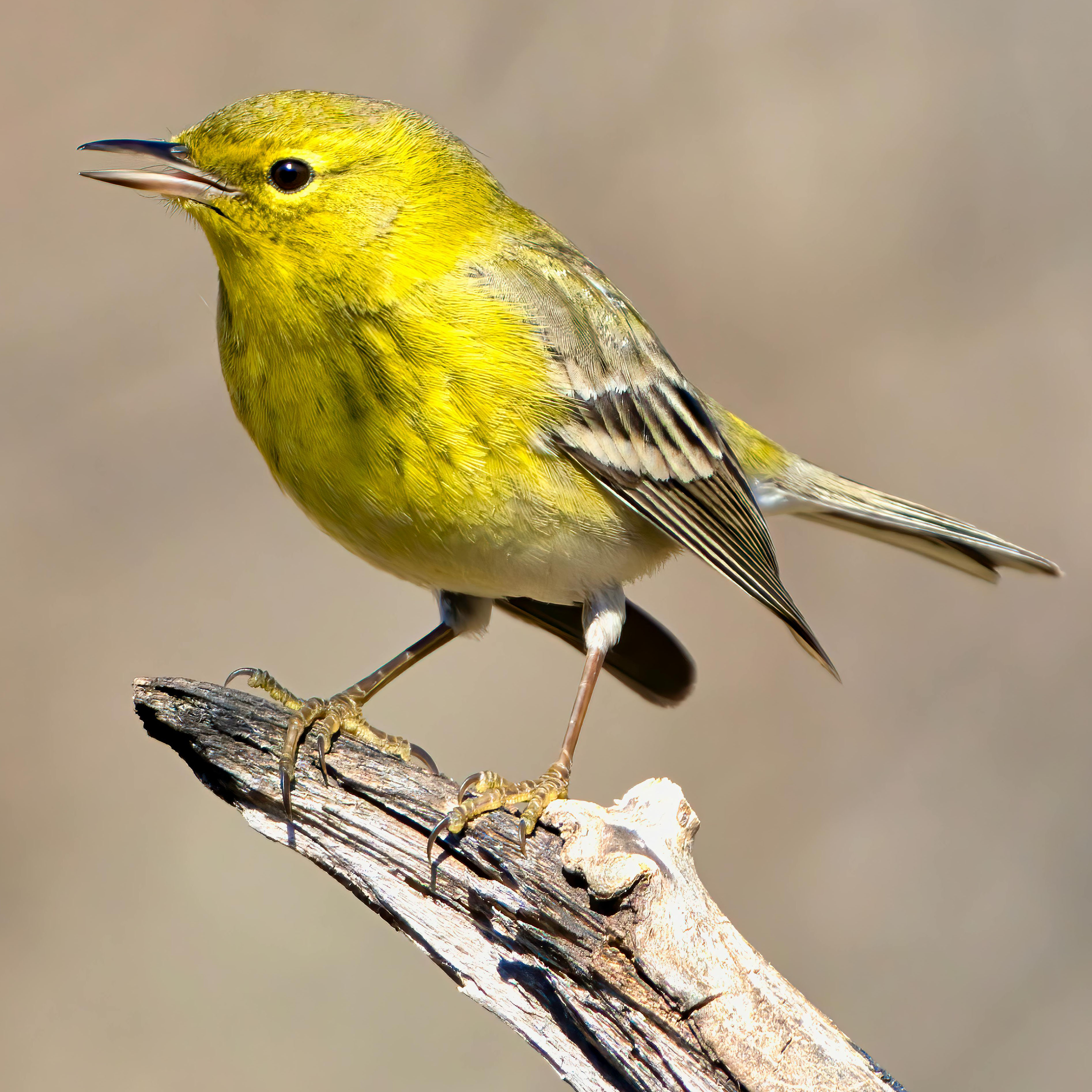 Pine Warbler