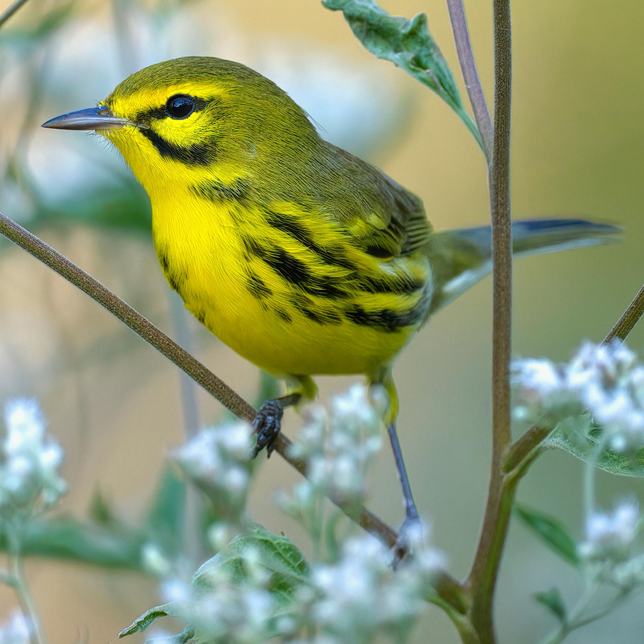 Prairie Warbler