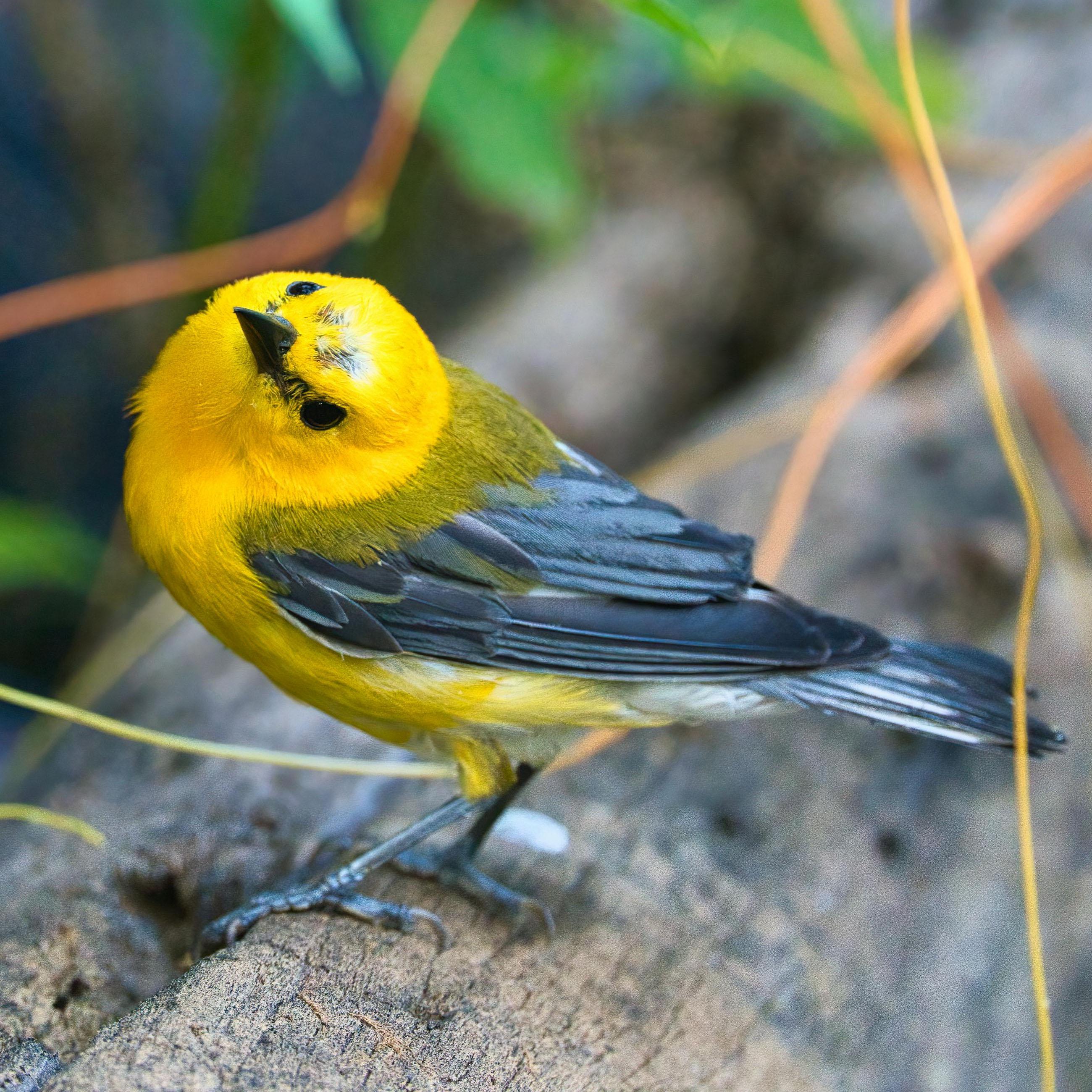 Prothonotary Warbler