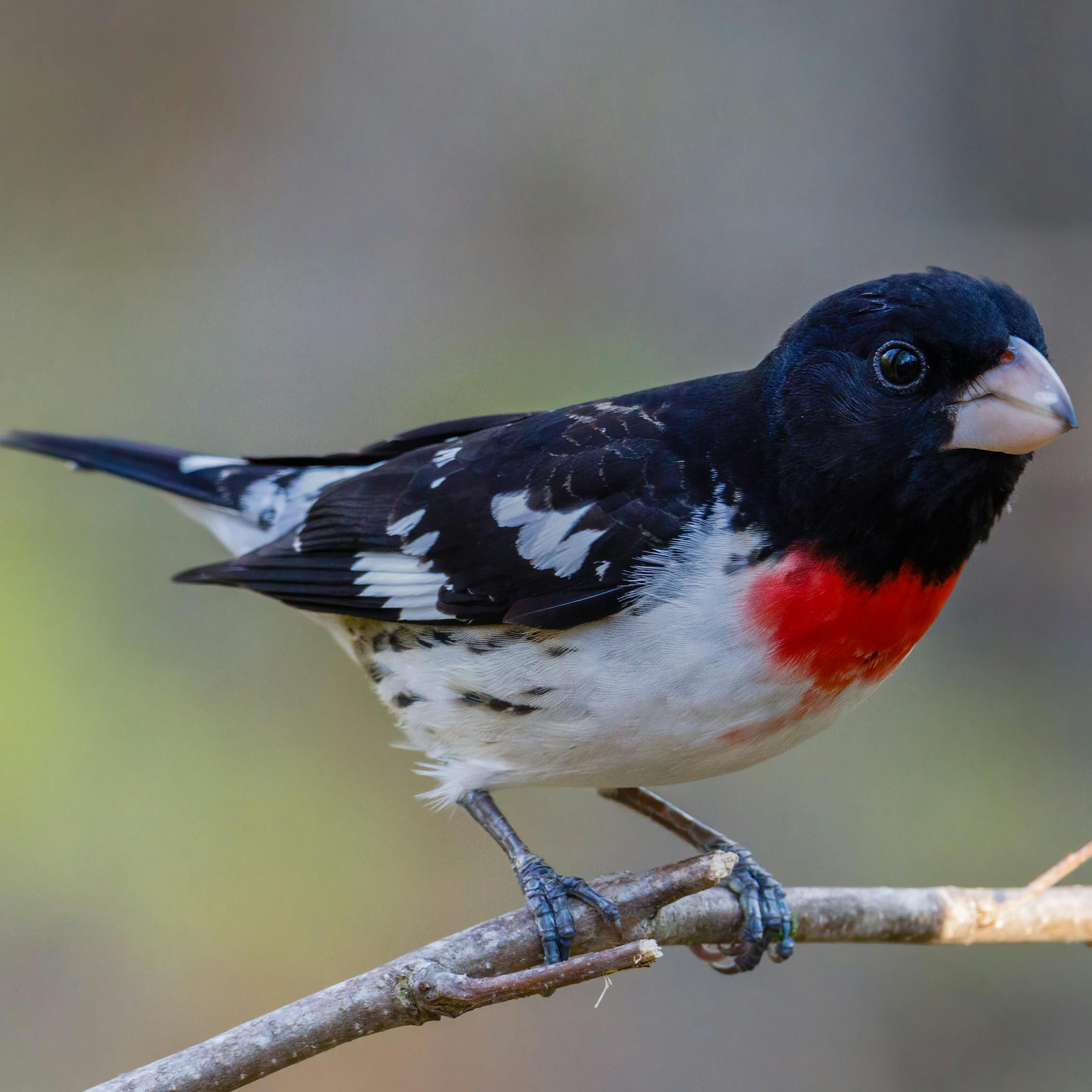 Rose-breasted Grosbeak