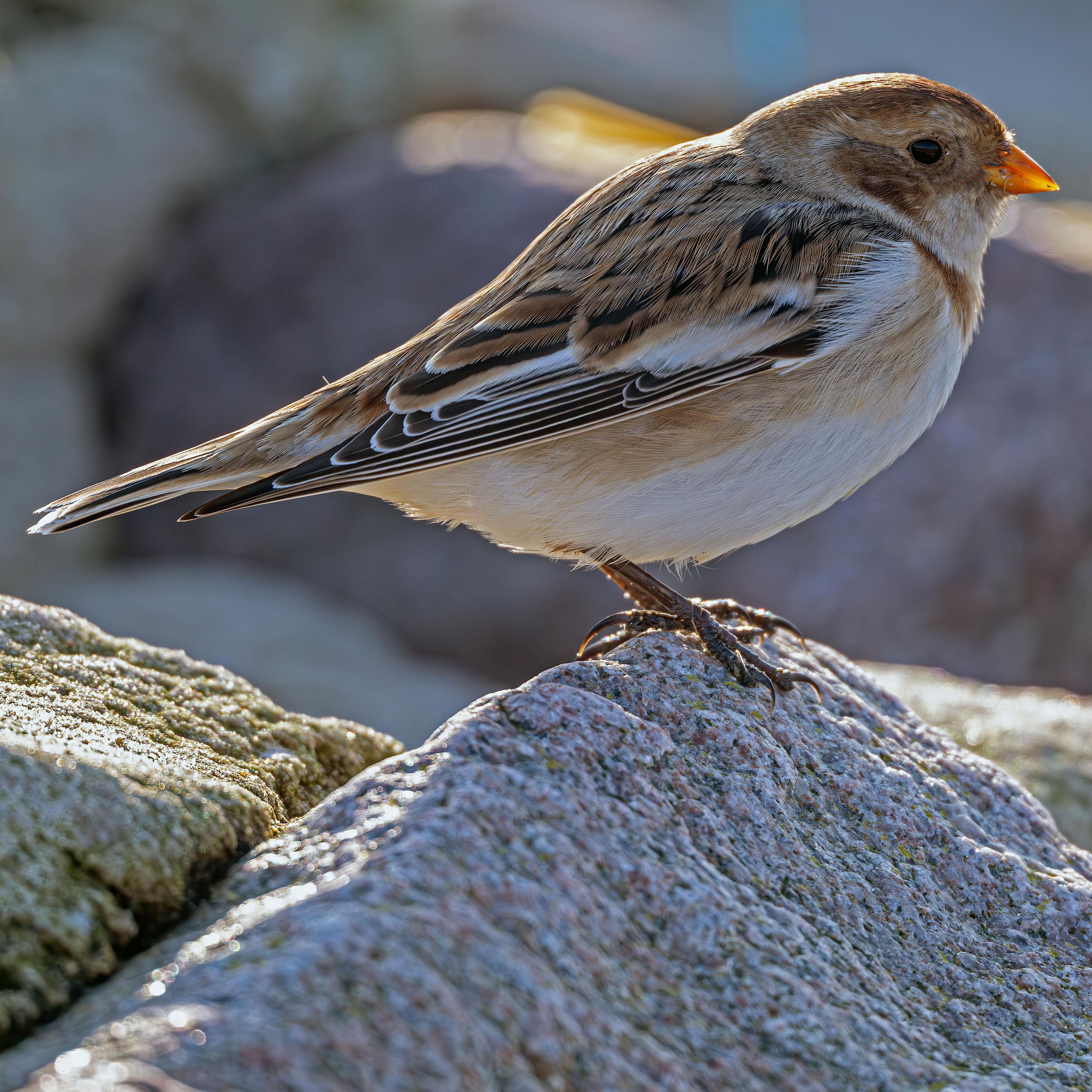 Snow Bunting