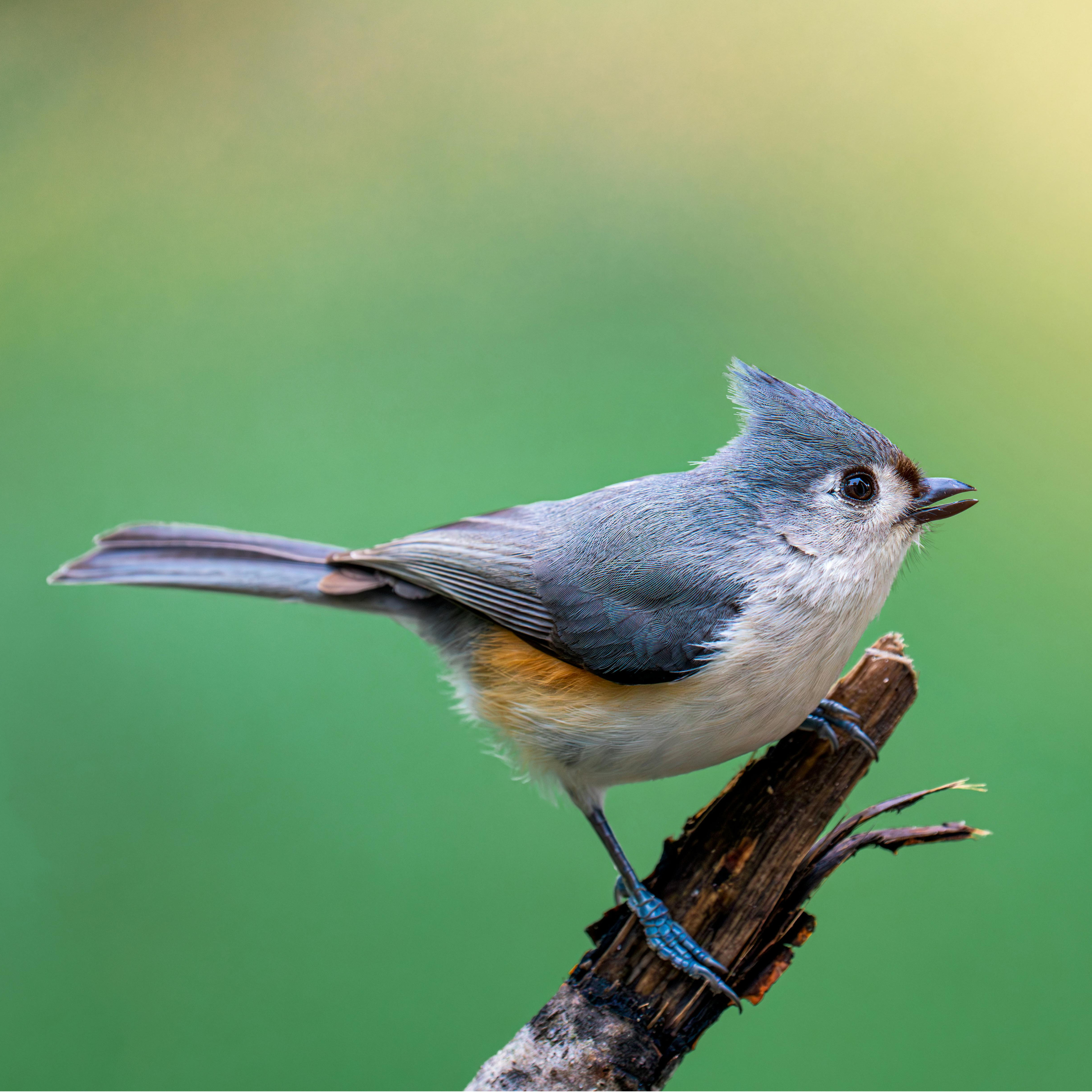 Tufted Titmouse