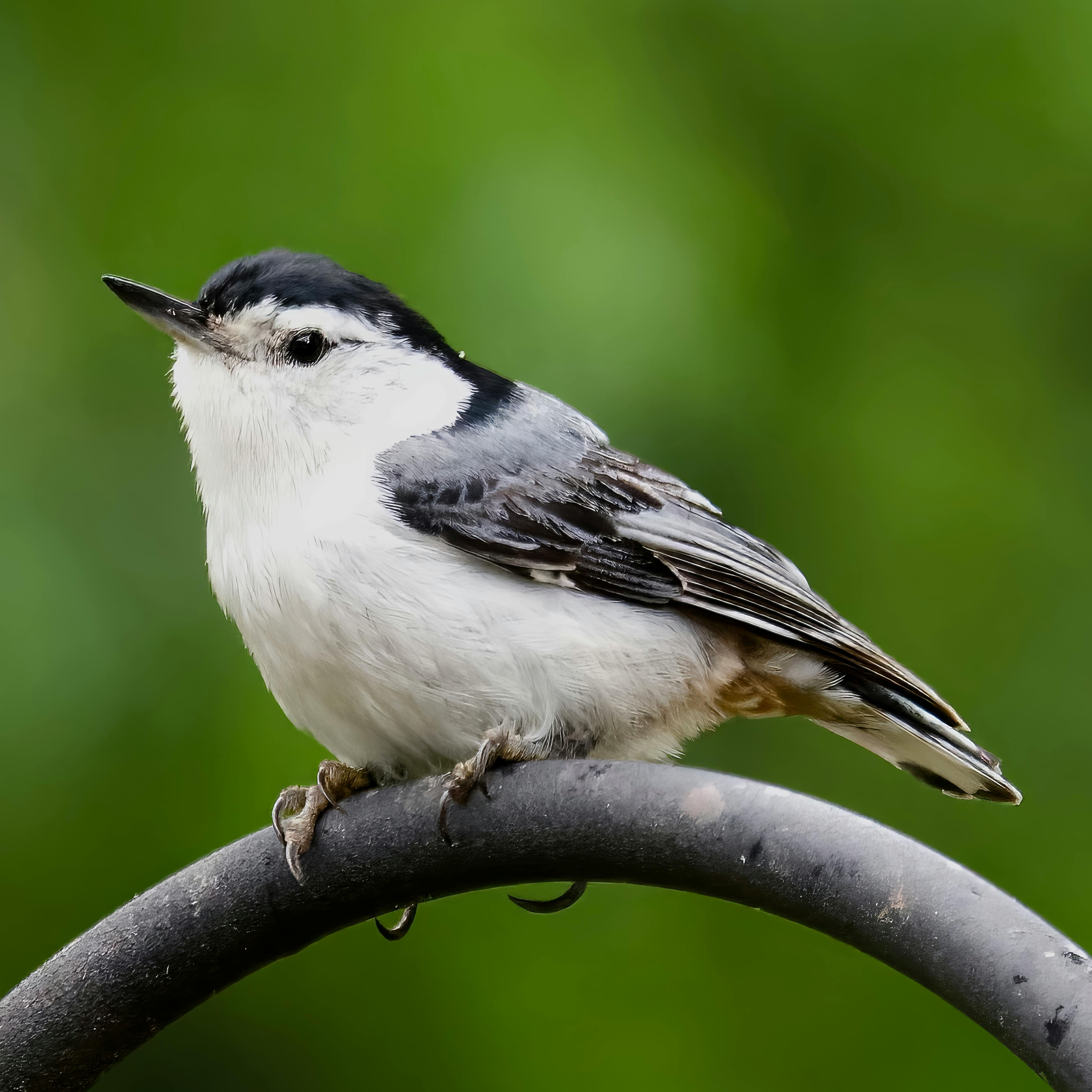 White-breasted Nuthatch