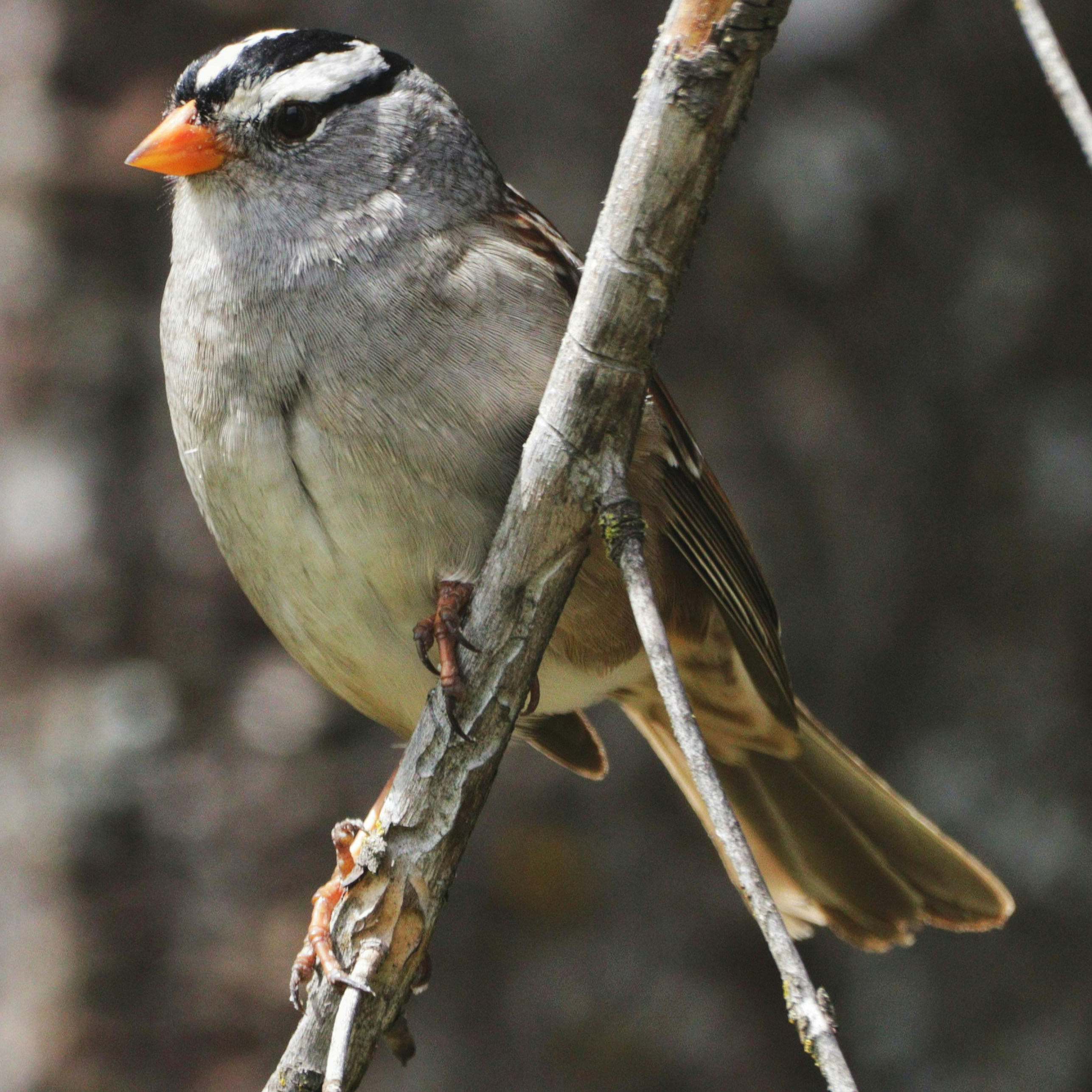 White-crowned Sparrow