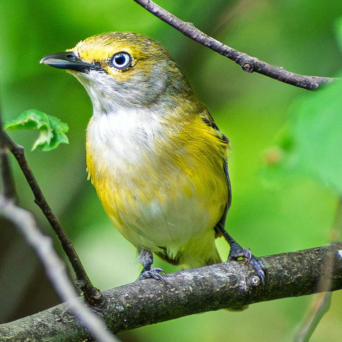 White-eyed Vireo