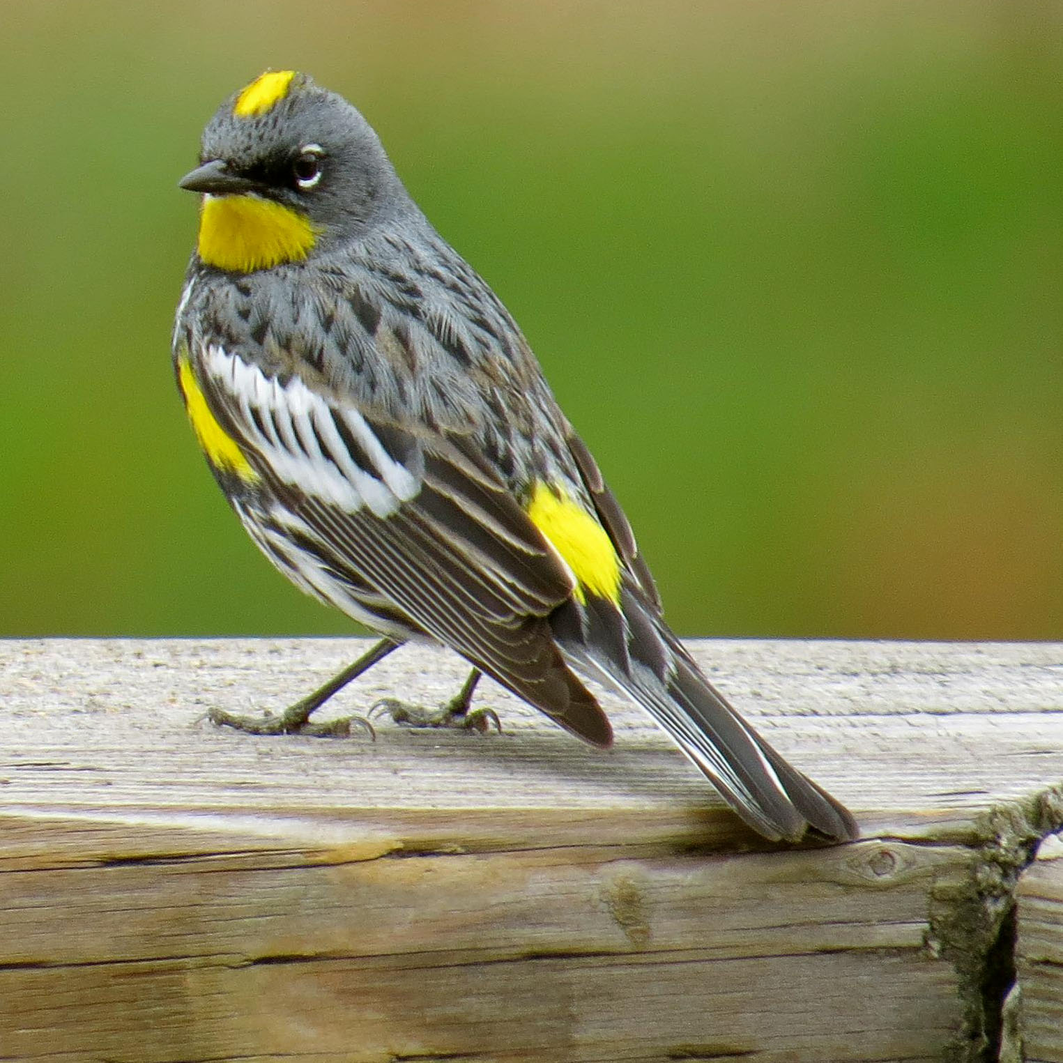 Yellow-rumped Warbler