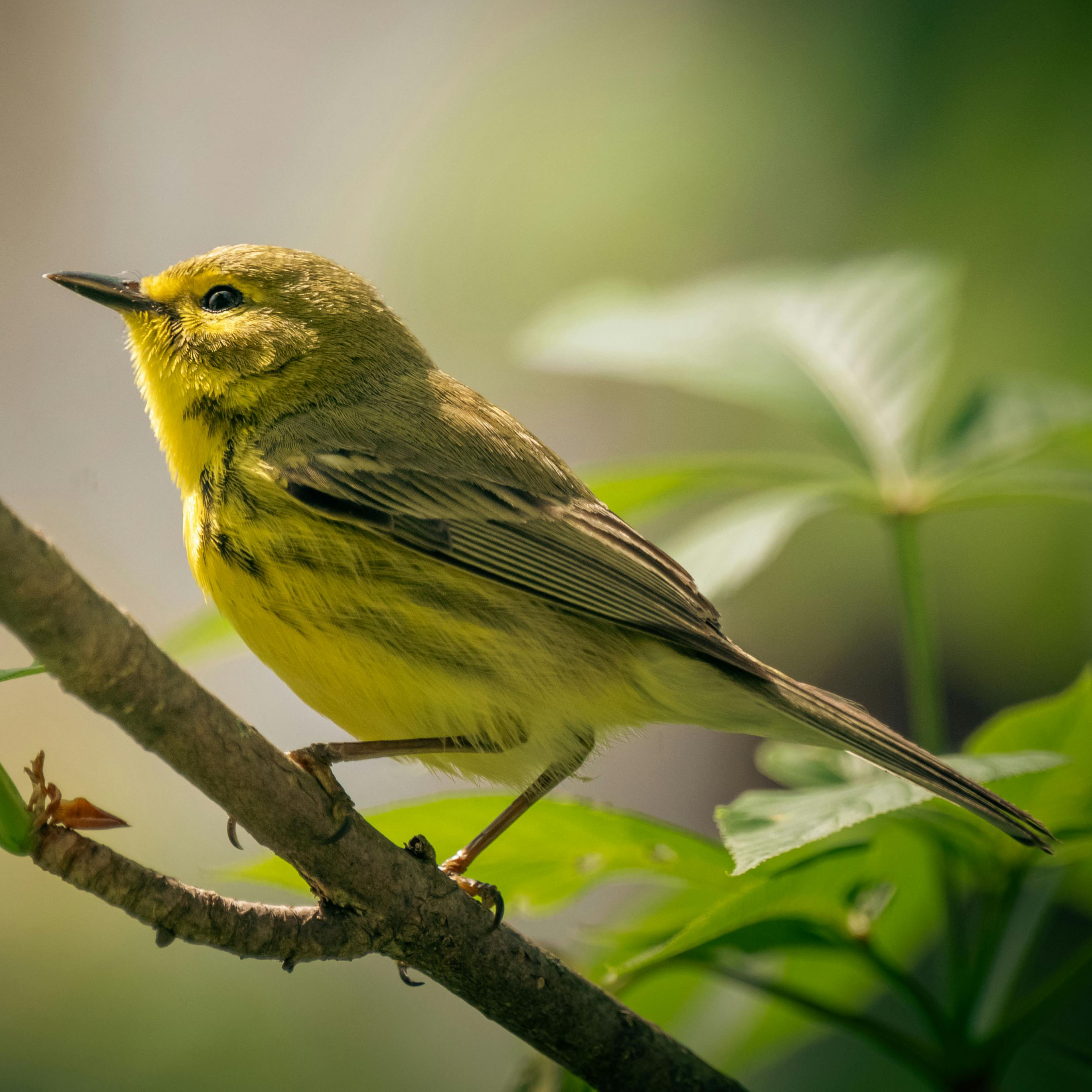 Yellow Warbler